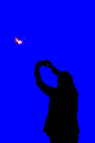 Akvaryumda canlı mavi arka planda denizanalarını fotoğraflayan kişinin silueti..