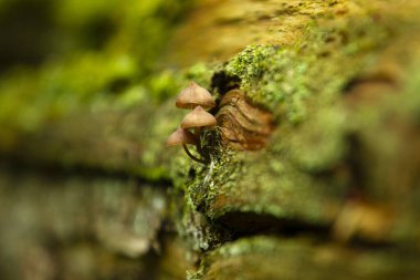 Yosun kaplı kütükten çıkan minik mantarlar. Yakın plan zengin doku ve toprak orman tonlarını yakalar..