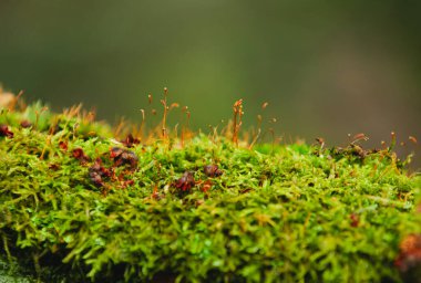 Bir orman kütüğünde büyüyen canlı yosun ve sporofitler. Küçük turuncu saplı yemyeşil yosunlar..