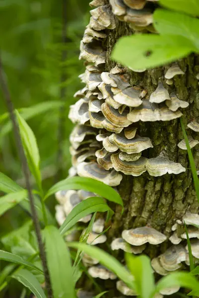 Ağaç kabuğunda yetişen hindi kuyruklu mantar kümesi. Vahşi orman mantarları canlı yeşil yapraklarla çevrili..