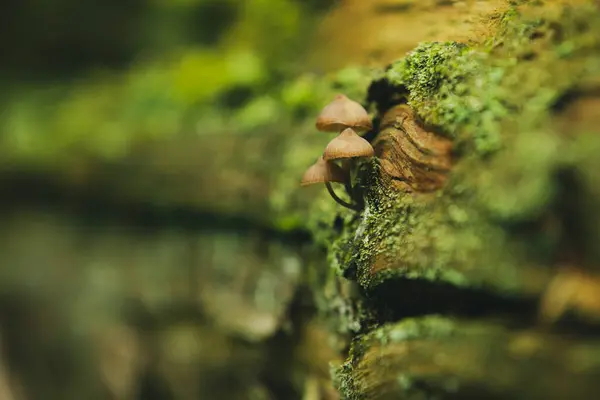 Yaban mantarları canlı yeşil yosunlarla kabuklarına yerleşmiş. Sığ alan derinliği doğal detayları vurgular