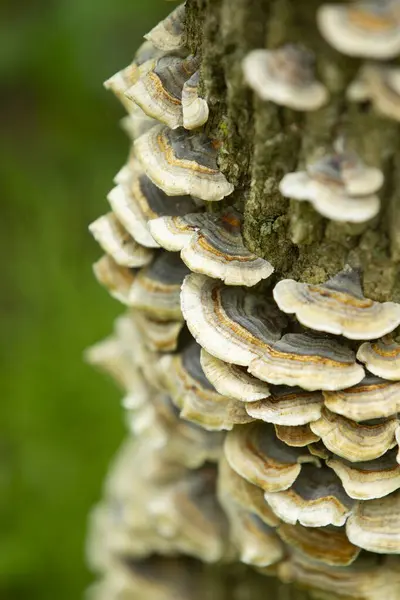 Ağaç kabuğunda dikey olarak büyüyen katmanlı hindi kuyruğu mantarları. Doğal ahşap çürümesi vahşi mantar dokusuyla..