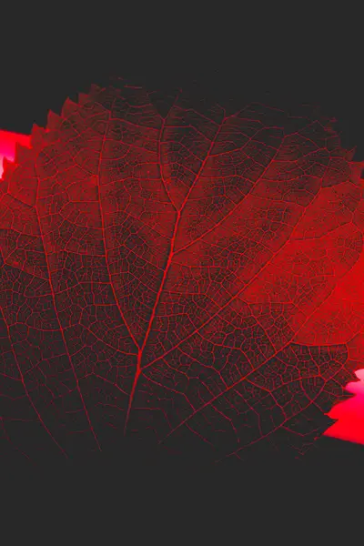 Kırmızı ışık altında ayrıntılı damar yapısı olan yaprağın yakın plan görüntüsü.