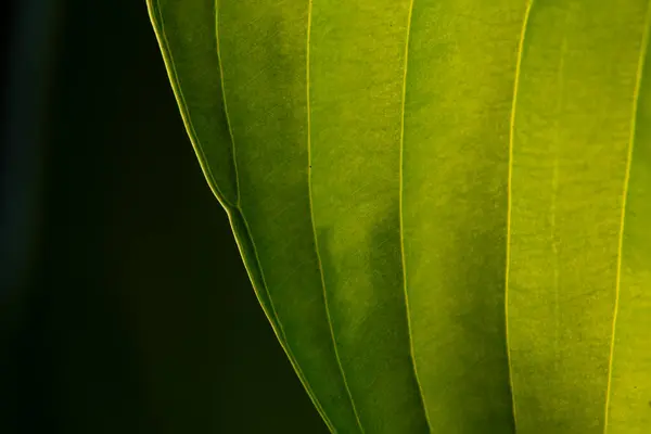 Yeşil yaprak dokusunun soyut yakın çekimi. Güneş ışığında simetrik yaprak deseni.