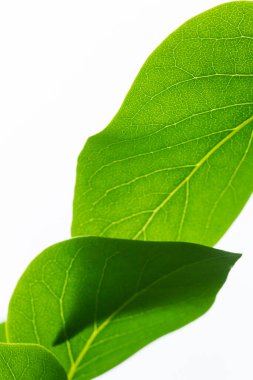Beyaz arka planda taze yeşil yapraklar. Temiz doğal ışık içeren minimalist yaprak bileşimi.
