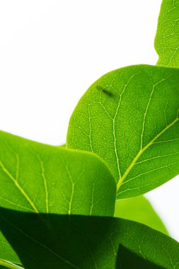 Beyaz arka planda taze yeşil yapraklar. Temiz doğal ışık içeren minimalist yaprak bileşimi.