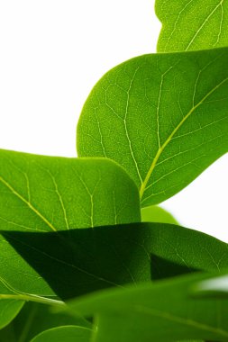 Beyaz arka planda taze yeşil yapraklar. Temiz doğal ışık içeren minimalist yaprak bileşimi.