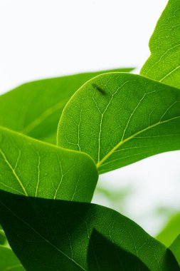 Beyaz arka planda taze yeşil yapraklar. Temiz doğal ışık içeren minimalist yaprak bileşimi.