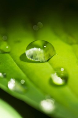 Makro manzaralı yeşil yapraklı su damlası. Kristal kadar berrak damlacık yaprakların üzerinde dinleniyor..