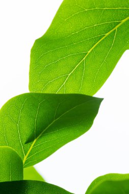 Beyaz arka planda taze yeşil yapraklar. Temiz doğal ışık içeren minimalist yaprak bileşimi.