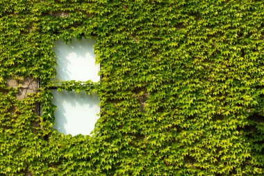 Yeşil bir sarmaşık duvarı tarafından çerçevelenmiş eski pencere.