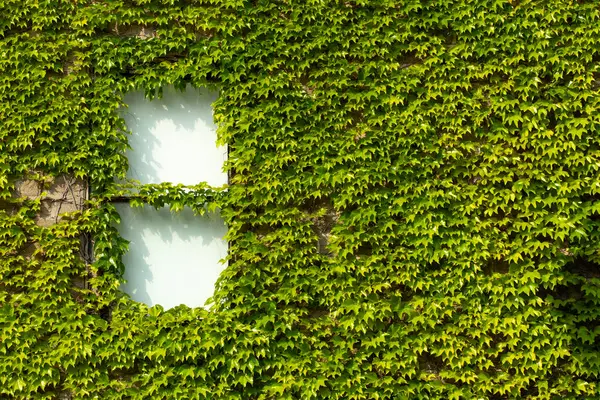 Yeşil bir sarmaşık duvarı tarafından çerçevelenmiş eski pencere.