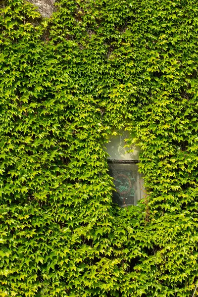 Yeşil bir sarmaşık duvarı tarafından çerçevelenmiş eski pencere.