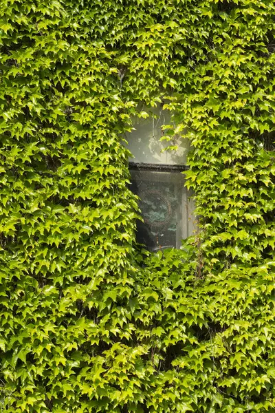 Yeşil bir sarmaşık duvarı tarafından çerçevelenmiş eski pencere.