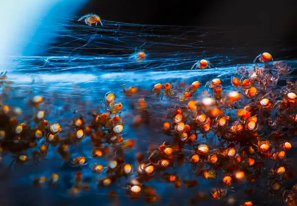 Bebek örümcekler yoğun ağlardan ipek iplikler içinde sallanıyorlar. Yeni yumurtadan çıkmış örümceklerin makro 'su. Ağ ipliklerine tutunuyorlar..