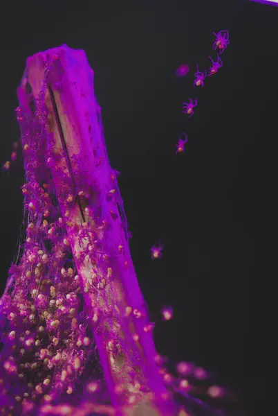 Işıl ışıl parlayan ağ yuvasından sürünen yeni aydınlatılmış bebek örümcekler.