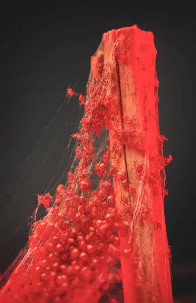 Tahta saplı bebek örümceklerden oluşan kan kırmızısı bir ağ. Ürkütücü ipek yuvasında kırmızı örümceklerin gerçek üstü makrosu.