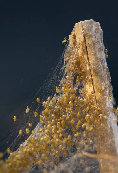 Kuru bitki sapı üzerinde yumurta kesesinden yumurtadan çıkan yavru örümcekler. İpek iplikler üzerinde örümcek yavrularının makro fotoğrafı.