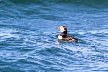 Maine açıklarında sudaki bir martı fotoğrafı.
