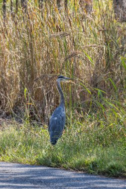 Mavi balıkçıl Blackwater Ulusal Vahşi Yaşam Sığınağı 'nda yol kenarında duruyor.
