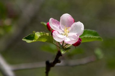 Baharda, parlak güneş ışığı olan bir dalda yaban elması açar.