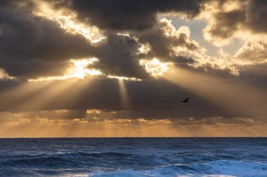 Bulutların arasından gün doğumunun fotoğrafı güneş ışınları yaratıyor ve bir kuş uçuyor.