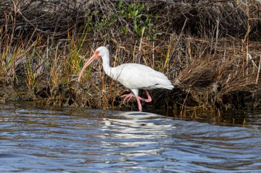 White Ibis wading in the Water at the Pea Island National Wildlife Refuge in North Carolina clipart