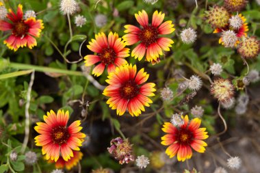 Texas Firewheel Çiçekleri Gaillardia Blanket Çiçek Bitkileri