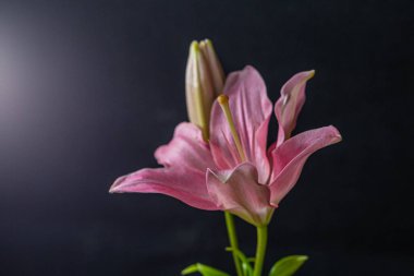 Siyah arkaplana karşı mor bir çiçeğin fotoğrafı