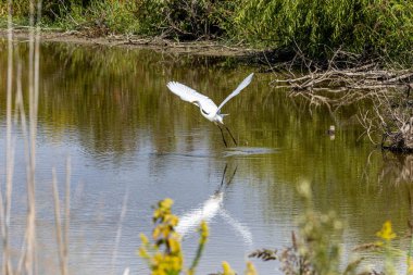 Maryland 'in doğu kıyısındaki Karasu Ulusal Vahşi Yaşam Sığınağı' ndaki büyük beyaz balıkçıl fotoğrafı.