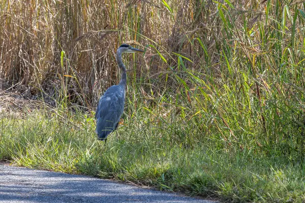 Maryland 'in doğu kıyısındaki Blackwater Ulusal Yaban Hayatı Sığınağı' ndaki Mavi Balıkçıl 'ın fotoğrafı.