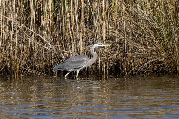 Mavi balıkçıl fotoğrafı Kuzey Carolina 'nın dış kıyılarındaki Pea Island Ulusal Vahşi Yaşam Sığınağı' nda çekilmiştir.