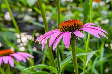 Creekside Park ve botanik bahçesi yakınlarında yaz boyunca Gahanna Ohio 'da Big Walnut Creek yakınlarında bulunan koni çiçekleri ve echinacea' nın fotoğrafı.