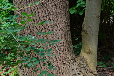 Çeşitli yaşlı ağaçlar, dokular ve diğer amaçlar için kullanılabilir, baharda parkta çekilen fotoğraflar, Wroc aw.