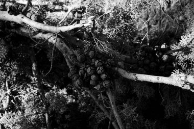 Pinus nigra, Avusturya çamı veya siyah çam, siyah beyaz çam iğneleri yakın plan, Akdeniz Avrupa, İtalya.