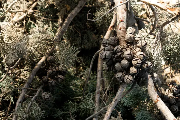 Pinus nigra, Avusturya çamı veya siyah çam, yakın plan çam iğneleri, Akdeniz Avrupa, İtalya.