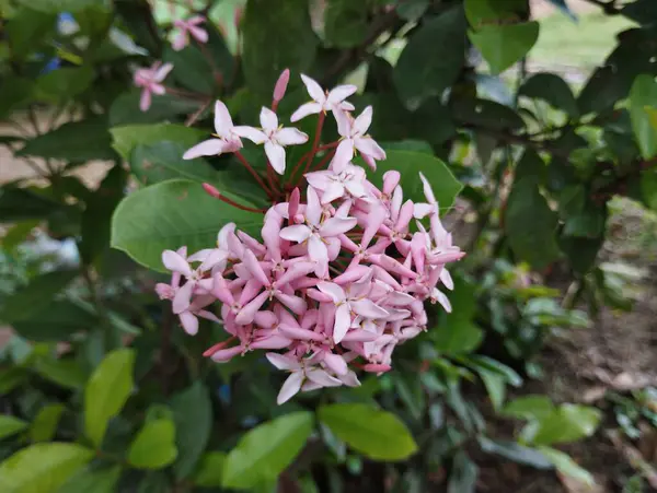 stock image Cute flowers on a plant, flowers close up pic.