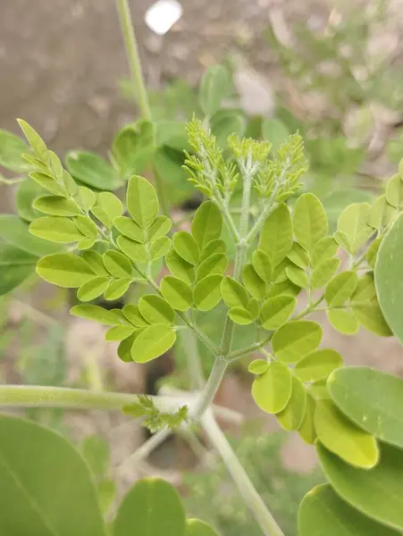 stock image Cute leaves in the garden, leaves close up pic.