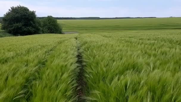 Красиве Зелене Пшеничне Поле Вітровим Звуком — стокове відео