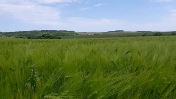 Красиве Зелене Пшеничне Поле Вітровим Звуком — стокове відео