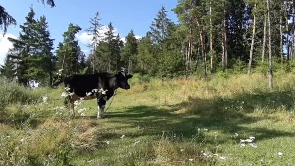 Корови Лузі Біля Лісу Задньому Плані Україна Відео Звуком — стокове відео