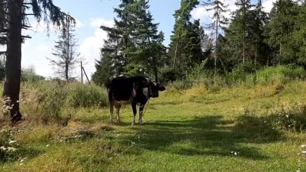Arka Planda Bir Ormanın Yanındaki Çayırda Inekler Ukrayna Sesli Video — Stok video