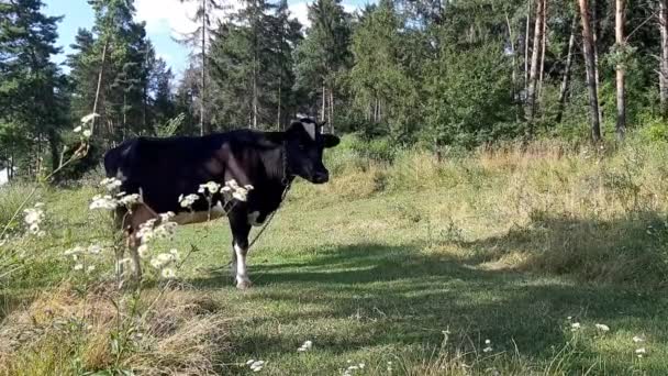 奶牛在森林旁边的草地上做背景 乌克兰 有声录像 — 图库视频影像
