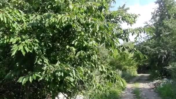 Ukrayna Bir Ormanda Çorak Bir Arazi Doğanın Plastik Kirliliği Sorunu — Stok video