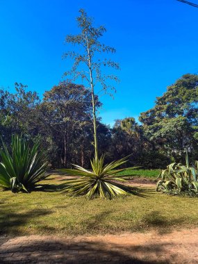 Kaktüs ve kas gücü tohumlarını parka atmaya geliyor..