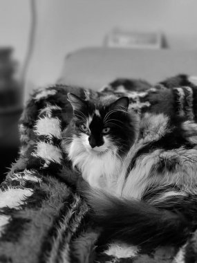 Sahibinin evinde kış soğuğundan dinlenen bir kanepede siyah beyaz kedi.