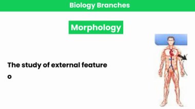 Morfoloji ve Moloji. Biyoloji Bölümü 