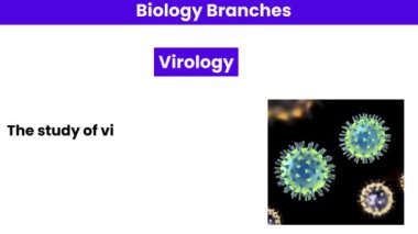 Viroloji. Biyoloji Bölümü 