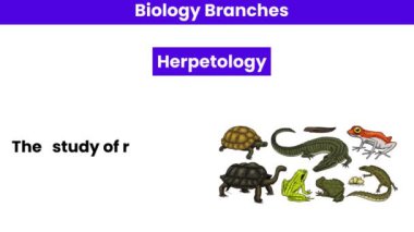 Herpetoloji. Biyoloji Bölümü 
