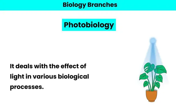 stock image Branch of biology. Branch of science. Scientific study. 